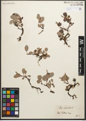 Foto von Salix reticulata L.